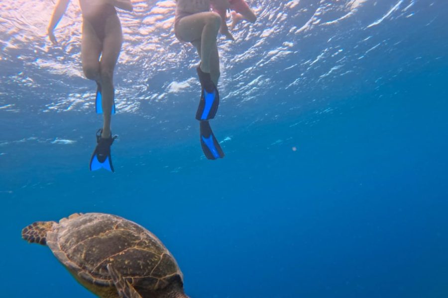 Manta Ray Snorkeling & Sandbank Visit