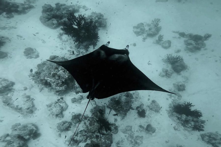 Whale Shark Snorkeling & Island Hopping